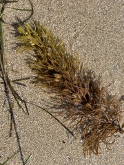 Caulocystis cephalornithos