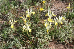 Moraea macronyx