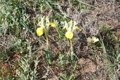 Moraea macronyx