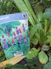 Primula vialii