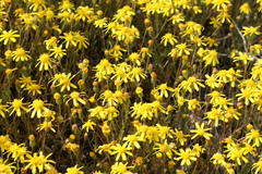 Senecio carroensis
