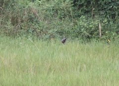 Streptopelia tranquebarica humilis
