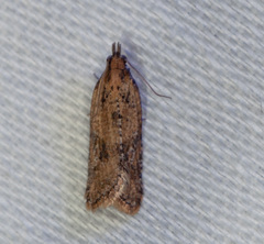 Epitymbia eudrosa