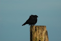 Corvus corone