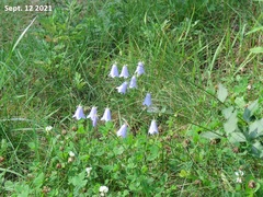 Adenophora triphylla