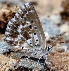 Lepidochrysops variabilis