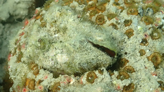 Arca noae