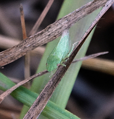 Xerophloea peltata