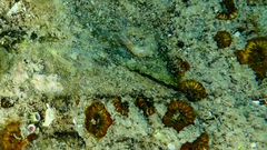 Arca noae