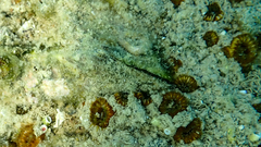 Arca noae