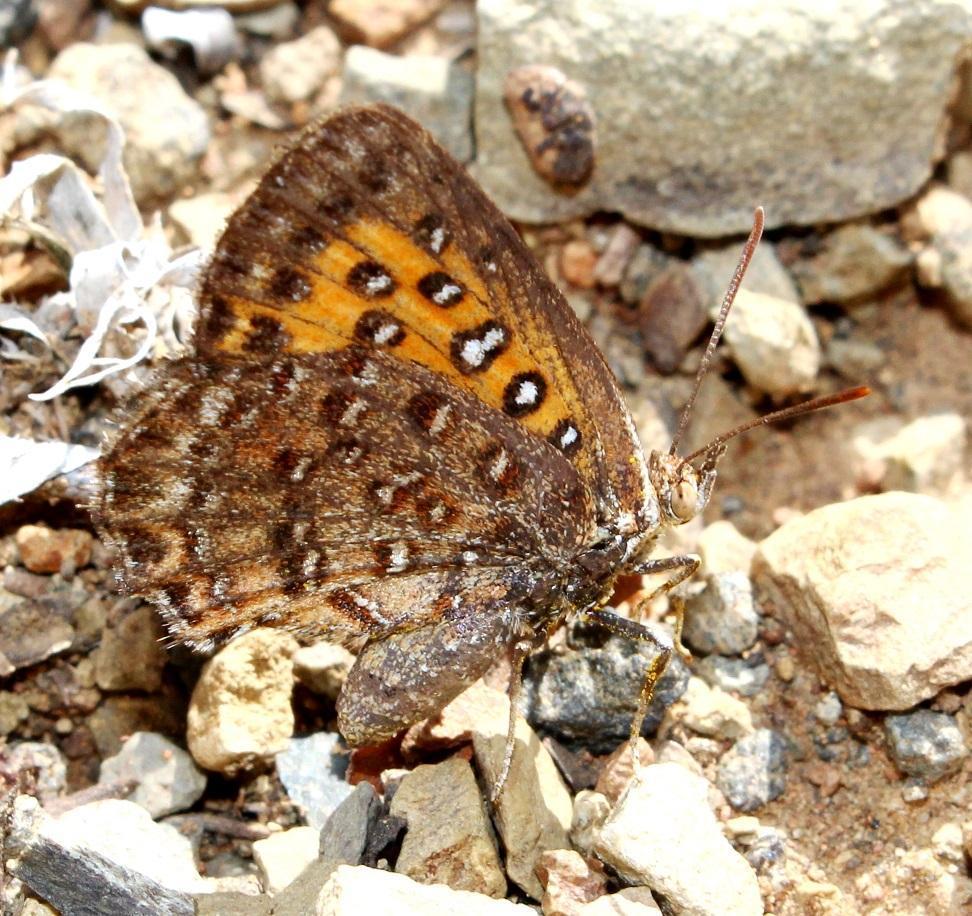 Brown Russet