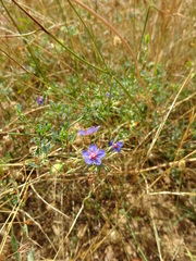 Lysimachia monelli
