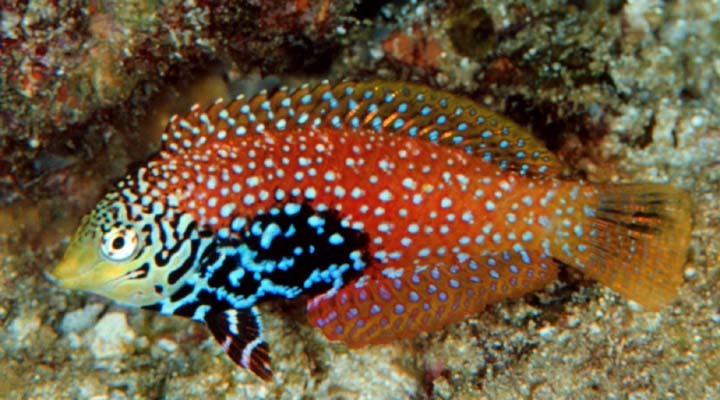 Macropharyngodon bipartitus - Blue Star Leopard Wrasse