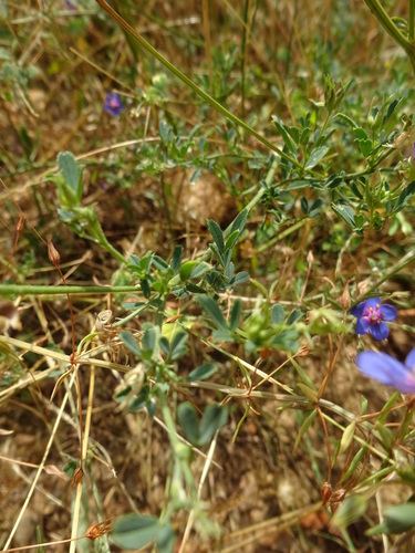 Lysimachia monelli, photograph 1