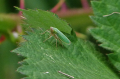 Draeculacephala crassicornis