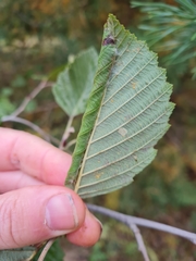 Pamphilius varius
