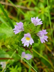 Euphrasia pectinata