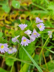 Euphrasia pectinata