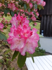 Rhododendron