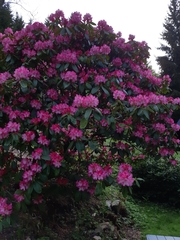 Rhododendron