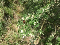 Chamaecytisus prolifer