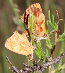 Chrysoritis pan lysander
