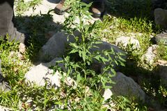 Chenopodium ficifolium