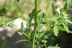 Chenopodium ficifolium