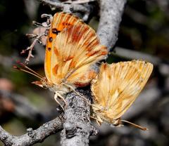 Chrysoritis pan lysander