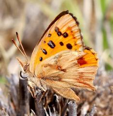 Chrysoritis pan lysander