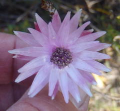 Syncarpha canescens canescens