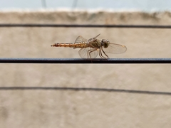 Brachythemis contaminata