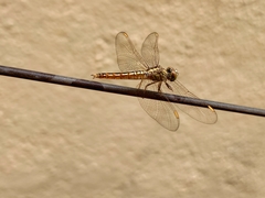 Brachythemis contaminata