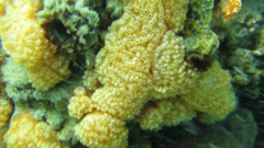 Aplidium benhami