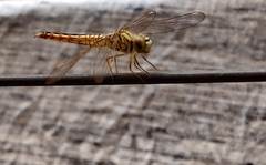 Brachythemis contaminata