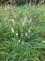 Melilotus albus
