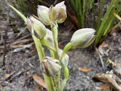 Thelymitra epipactoides