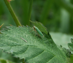 Draeculacephala crassicornis