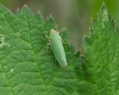 Draeculacephala crassicornis