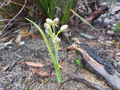 Thelymitra epipactoides