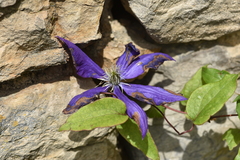 Clematis × jackmanii