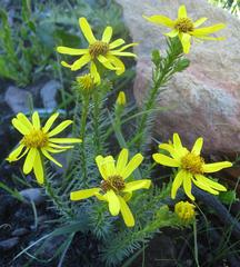 Senecio pinifolius