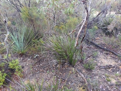 Thelymitra epipactoides