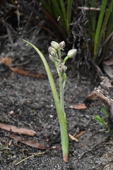 Thelymitra epipactoides