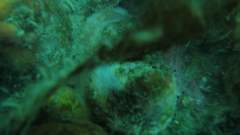 Asterocarpa coerulea