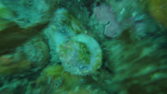 Asterocarpa coerulea