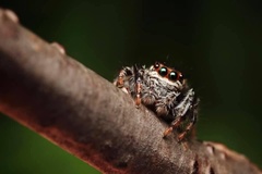 Salticinae