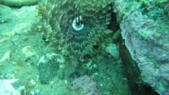 Pseudobranchiomma grandis