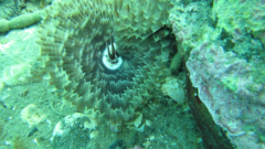 Pseudobranchiomma grandis