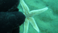 Allostichaster insignis